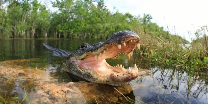Мужчина не мог слышать плач и бросился в болото с крокодилами