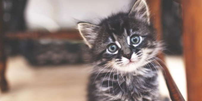 Почему нельзя отгонять кота от себя, чтобы не пожалеть