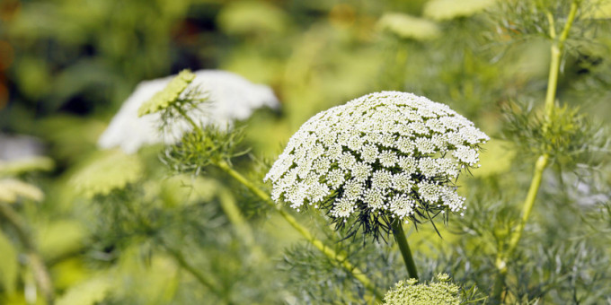 Что будет с 1 марта за борщевик на дачном участке