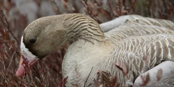 Мужчина обнаружил золотой клад в утке