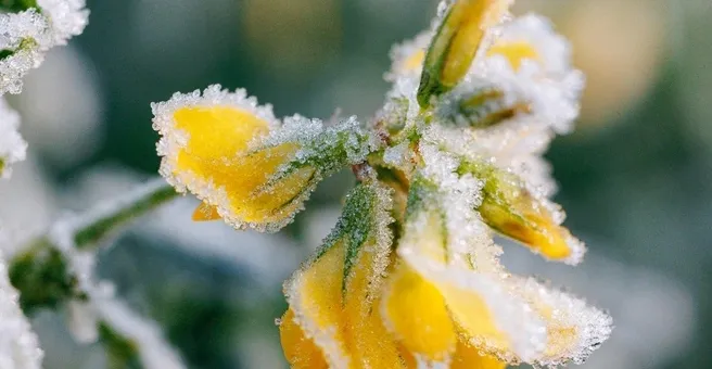 Майские заморозки застанут врасплох: погода готовит «удар»