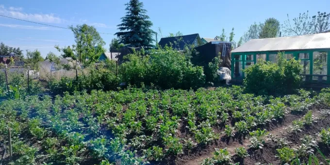 Что нельзя сажать рядом с картошкой — урожай будет потерян