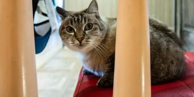 Кошка и хозяин в разлуке