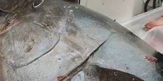 Российские рыбаки поймали заглотившего восемь кет огромного тунца